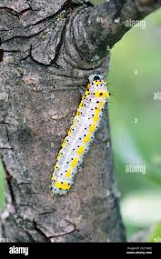 Attēlu rezultāti vaicājumam “Diloba caeruleocephala”