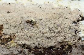 Attēlu rezultāti vaicājumam “Steccherinum fimbriatum”