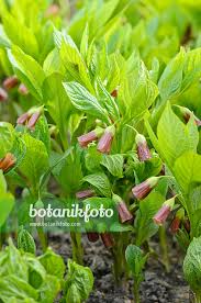 Attēlu rezultāti vaicājumam “Scopolia carniolica”