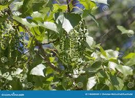 Attēlu rezultāti vaicājumam “Populus x canadensis fruit”