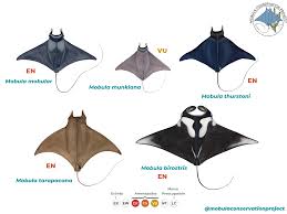 Image result for Mobula thurstoni