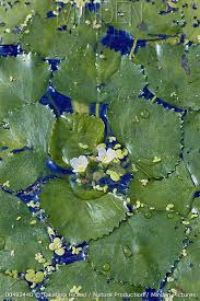 Attēlu rezultāti vaicājumam “Trapa natans leaf”