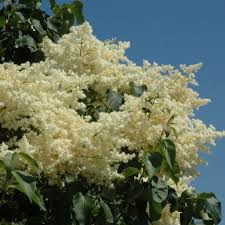 Attēlu rezultāti vaicājumam “Pseudotsuga menziesii flower”