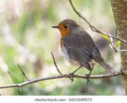 Attēlu rezultāti vaicājumam “Erithacus rubecula”