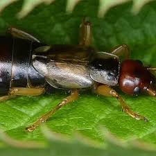 Attēlu rezultāti vaicājumam “Forficula auricularia female”