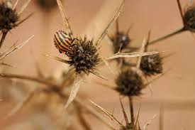 Attēlu rezultāti vaicājumam “Graphosoma lineatum imago”