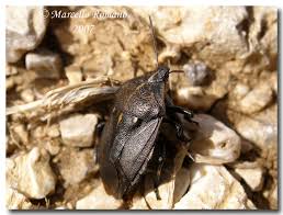 Attēlu rezultāti vaicājumam “Jalla dumosa”