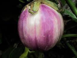 Afbeeldingsresultaat voor rosa bianca eggplant