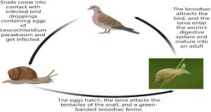 Attēlu rezultāti vaicājumam “Leucochloridium paradoxum”