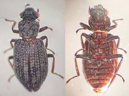 Attēlu rezultāti vaicājumam “Enochrus affinis”