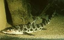 Image result for Triakis megalopterus