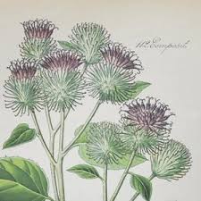 Attēlu rezultāti vaicājumam “Arctium tomentosum flower”