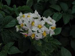 Attēlu rezultāti vaicājumam “Solanum tuberosum flower”