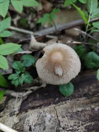 Attēlu rezultāti vaicājumam “Psathyrella pygmaea”