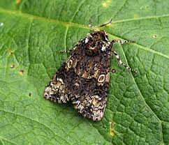 Attēlu rezultāti vaicājumam “Craniophora ligustri”