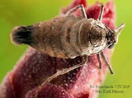 Attēlu rezultāti vaicājumam “Alsophila aescularia”
