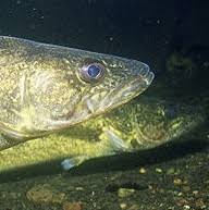 Image result for Sander vitreus