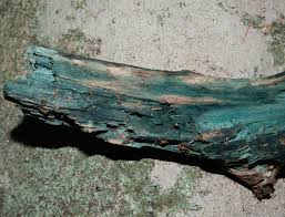 Attēlu rezultāti vaicājumam “Chlorociboria aeruginascens”