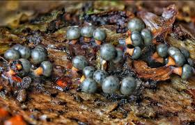 Attēlu rezultāti vaicājumam “Diderma roanense spores”