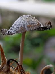 Attēlu rezultāti vaicājumam “Coprinus lagopus”