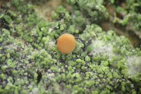 Attēlu rezultāti vaicājumam “Bacidia rubella”