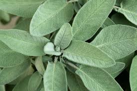 Image result for Salvia officinalis