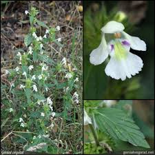 Image result for Galeopsis segetum