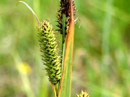 Attēlu rezultāti vaicājumam “Carex acutiformis”