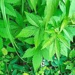 Attēlu rezultāti vaicājumam “Agrimonia pilosa leaf”