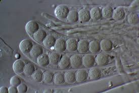 Attēlu rezultāti vaicājumam “Caloscypha fulgens”