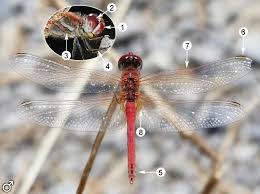 Attēlu rezultāti vaicājumam “Sympetrum”