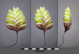 Attēlu rezultāti vaicājumam “Briza media fruit”