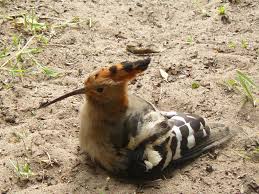 Image result for hoepoe