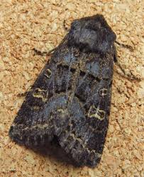 Attēlu rezultāti vaicājumam “Tholera cespitis”