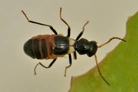 Attēlu rezultāti vaicājumam “Malachidae”