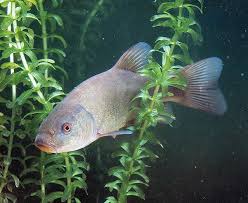 Image result for Tinca tinca