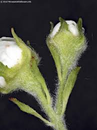 Attēlu rezultāti vaicājumam “Crataegus submollis”