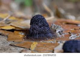 Attēlu rezultāti vaicājumam “Stemonitis fusca young”