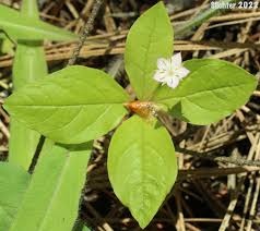 Attēlu rezultāti vaicājumam “Trientalis europaea leaf”