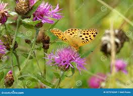 Attēlu rezultāti vaicājumam “Argynnis laodice female”