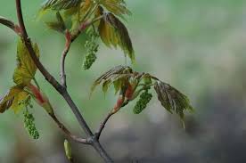 Attēlu rezultāti vaicājumam “Acer pseudoplatanus fo. purpurascens”