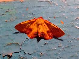 Attēlu rezultāti vaicājumam “Plagodis dolabraria”