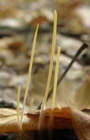 Attēlu rezultāti vaicājumam “Macrotyphula juncea”