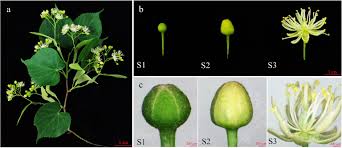 Attēlu rezultāti vaicājumam “Tilia amurensis”