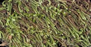 Attēlu rezultāti vaicājumam “Nowellia curvifolia sporophyte”