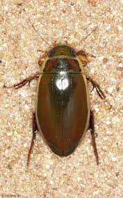 Attēlu rezultāti vaicājumam “Dytiscus dimidiatus”