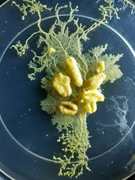 Attēlu rezultāti vaicājumam “Craterium minutum stalked”