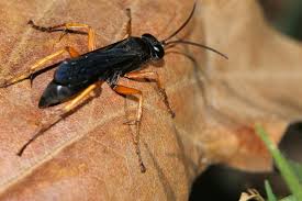 Attēlu rezultāti vaicājumam “Pompilidae”