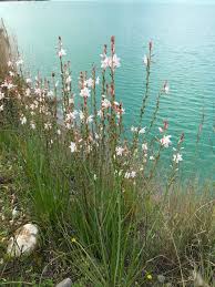 Image result for Asphodelus fistulosus