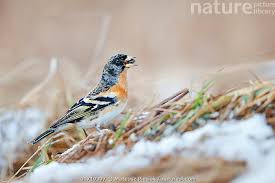 Attēlu rezultāti vaicājumam “Fringilla montifringilla”